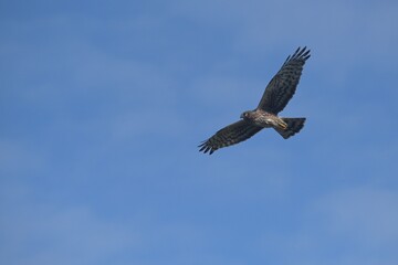 Northern harrier in flight 