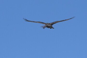 Northern Harrier in flight 