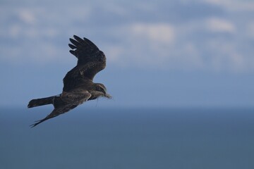 Northern Harrier in flight 