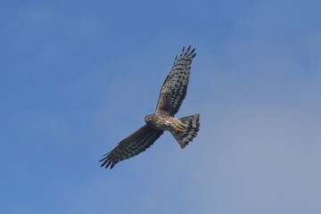 Northern Harrier in Flight 