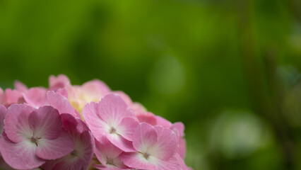 Fototapeta na wymiar 6月の満開の紫陽花のミディアムショット 