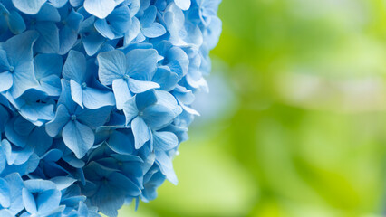 6月の満開の紫陽花のミディアムショット
