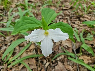 Highbanks Metro Park Large White Trillium White Blossom