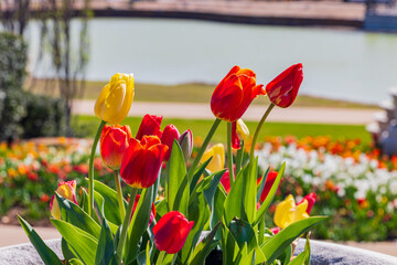 Close up shot of many tulips blossom in the Tulsa Botanic Garden