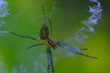 Animal Photography. Macro photo of the Argiope aurantia spider making spider webs. Location place in Cikancung, on the outskirts of Bandung Region - Indonesia