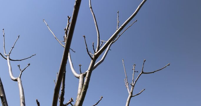 Manchurian walnut tree in sunny weather in early spring, young Manchurian walnut without foliage in early spring