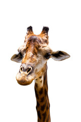 Giraffe Head and neck isolated on white background