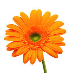 gerbera flower with good quality isolated white background