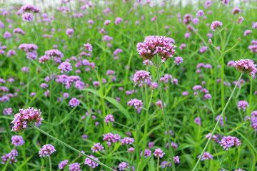 Fototapeta premium Field of Blossoming Verbena Bonariensis or Purpletop Vervain