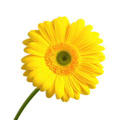 gerbera flower with good quality isolated white background