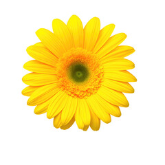 Fototapeta premium gerbera flower with good quality isolated white background