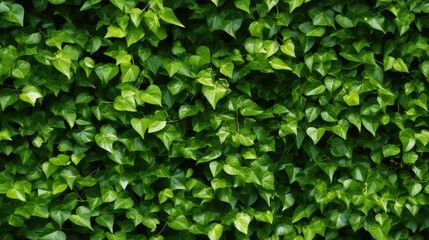 Fototapeta na wymiar seamless texture of a dense green vine wall, lush and natural background texture, tile, 8K, generative ai