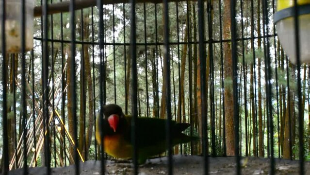 Lovebird caged in a cage. green lovebirds