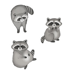 Chubby cute raccoon