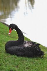 A beautiful black swan sits on the grass