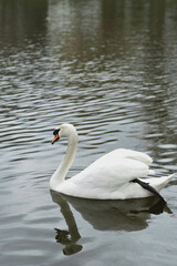 A beautiful white swan swims on the lake