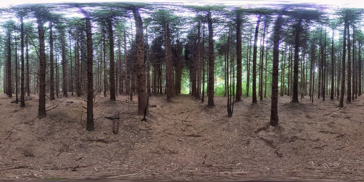 Photo of a lush and majestic forest with towering trees in immersive 360-degree virtual reality