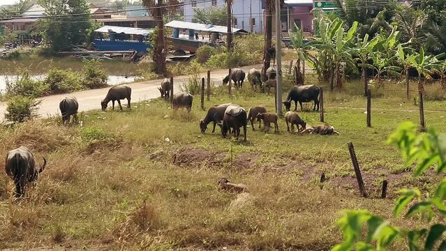 High angle view of a herd of domestic water buffalo or Bubalus bubalis grazing along the rural road in the countryside of Kampot Cambodia, authentic candid local lifestyle