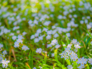 ジャガの群生_03