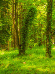 Naklejka premium 森林と日差し_02