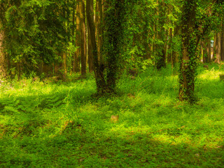 森林と日差し_01