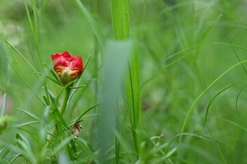 red tulips in the garden