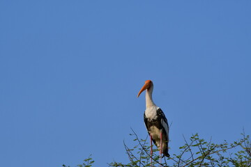 yellow billed stork