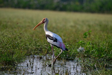white stork in the grass