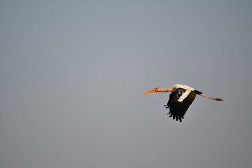 stork in flight