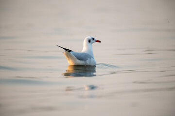 seagull on the water