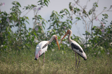 Fototapeta premium white stork in the grass
