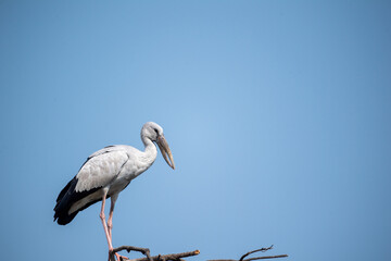 Obraz premium great white heron