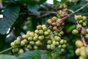 Raw coffee beans on tree, coffee plantation. Blurred background