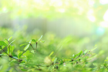 blurred natural greenery bokeh background in the forest with copy space using as background natural green plants landscape, ecology, fresh wallpaper concept.