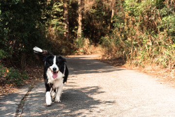 Naklejka na ściany i meble border collie puppy is running on the road outdoors. 