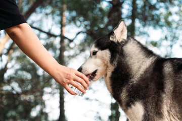 Close up of a hand is holding a paper cup for husky dog to drink water. 
