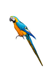 Macaw parrot isolated on white background. ara ararauna macaw parrot. clipping path.