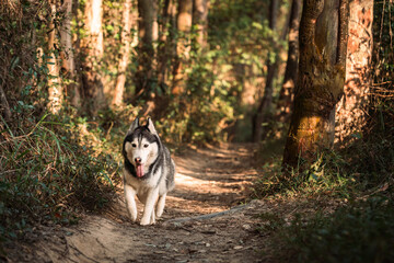 Siberian husky dog is walking in the forest.