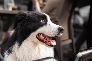 Happy border collie dog is smiling. 