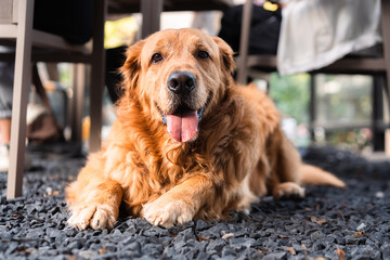 portrait of a smiling golden retriever dog outdoors. 