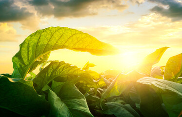Tobacco leaf tree field concept, tobacco planting garden agriculture farm in country, green leaves...