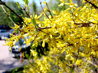 A branch of a blooming weeping forsythia or a golden bell-shaped flower (Forsythia suspensa)