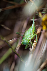 Grasshopper in its natural environment.