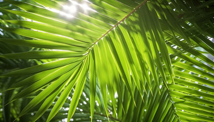 Close up green palm leaves texture in sunshine