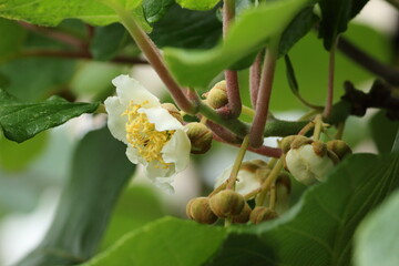 5月に咲くキウイフルーツの白い花