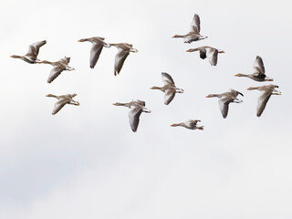 Wild geese flying.