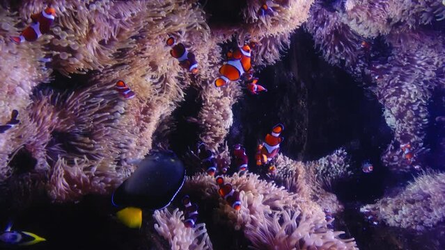Vertical shot  of big family of clownfish swimming between anemones