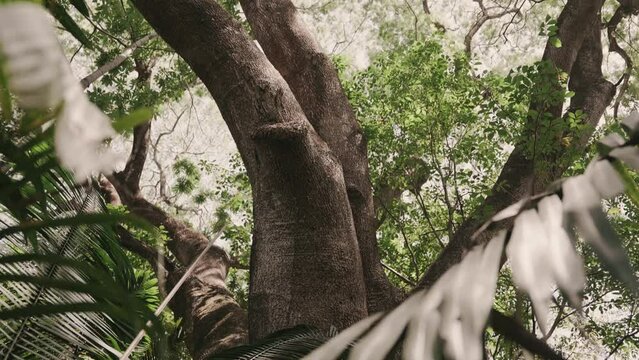 Old tree and lush jungle of Costa Rica, handheld view
