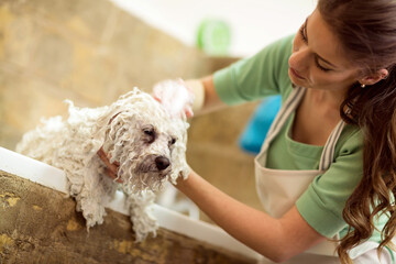 A Bichon Fries taking a shower.Dog gets hair cut at Pet Spa Grooming Salon. Closeup of Dog. the dog has a haircut.