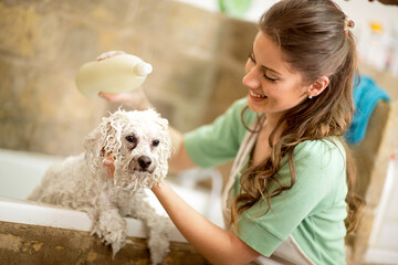 Showering Bichon Fries with shampoo. Dog gets hair cut at Pet Spa Grooming Salon. Closeup of Dog. the dog has a haircut. Groomer in background. groomer concept.